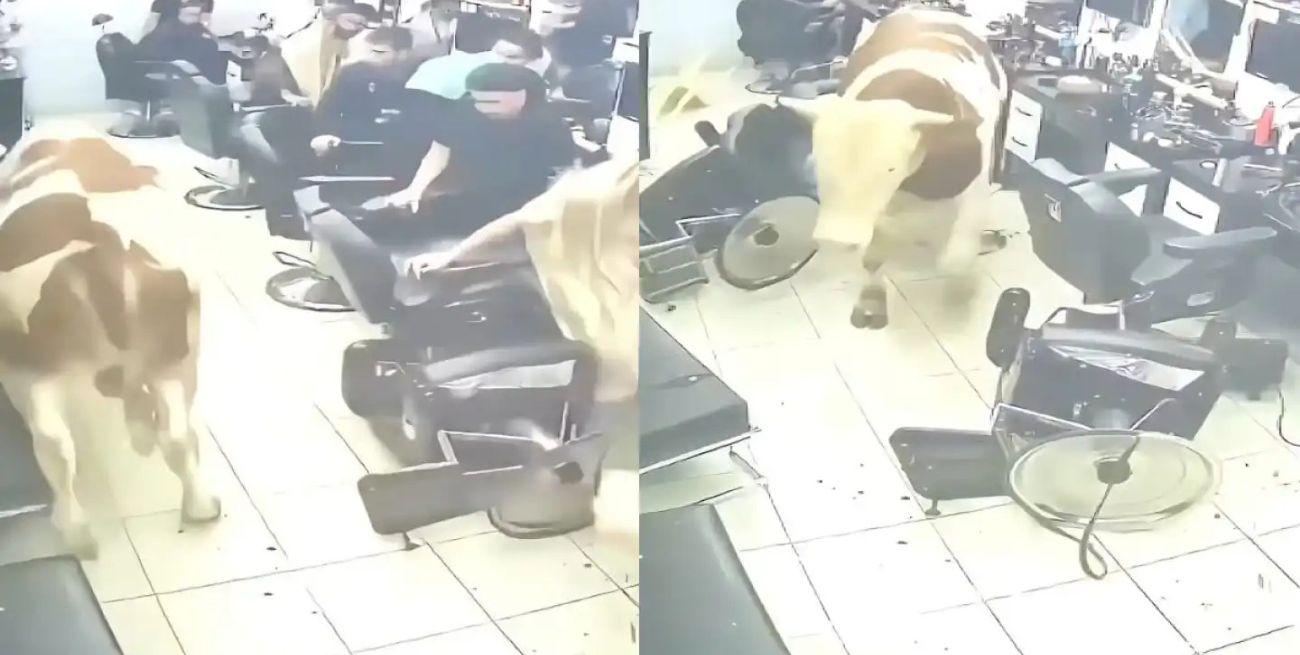 Video: un toro suelto entró descontrolado a una peluquería y generó terror en Estambul