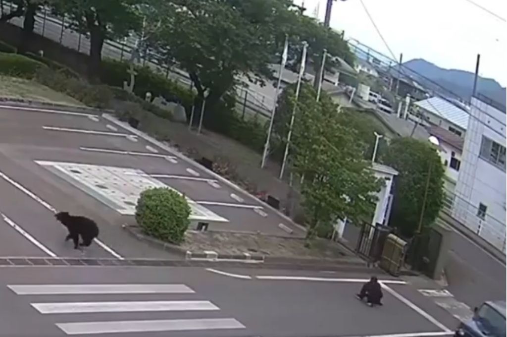 Pánico en Japón: un joven fue perseguido y atacado por un oso en el predio de una fábrica
