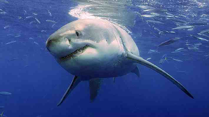 Un hombre murió tras ser atacado por un tiburón de más de 4 metros en Australia