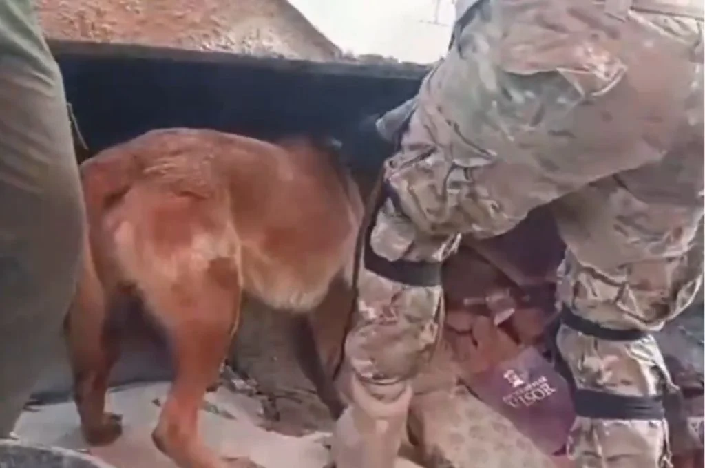Venezuela: con ayuda de perro de rescate argentino, rescataron con vida a dos nenes atrapados en los escombros