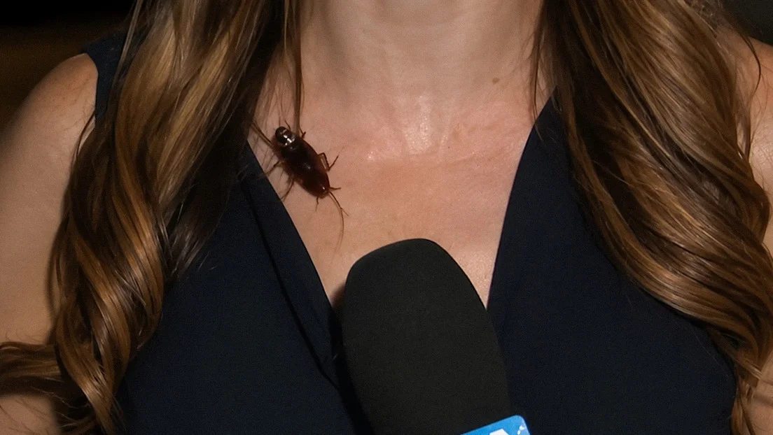 Es viral: una cucaracha le caminó por el cuerpo a una periodista en vivo y su reacción sorprendió a todos